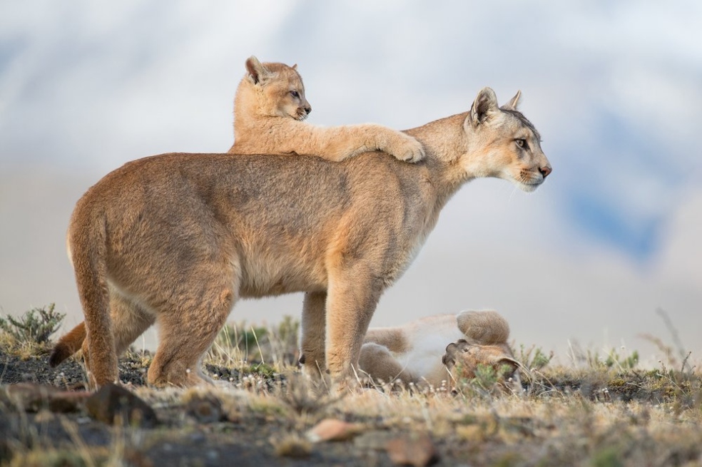 "Lecciones para la vida", se titula la foto de  Amit Eshel, en donde retrata a una madre puma con su cría en la Patagonia, Argentina.