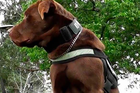 Niña atacada por un perro labrador sigue bajo observación médica
