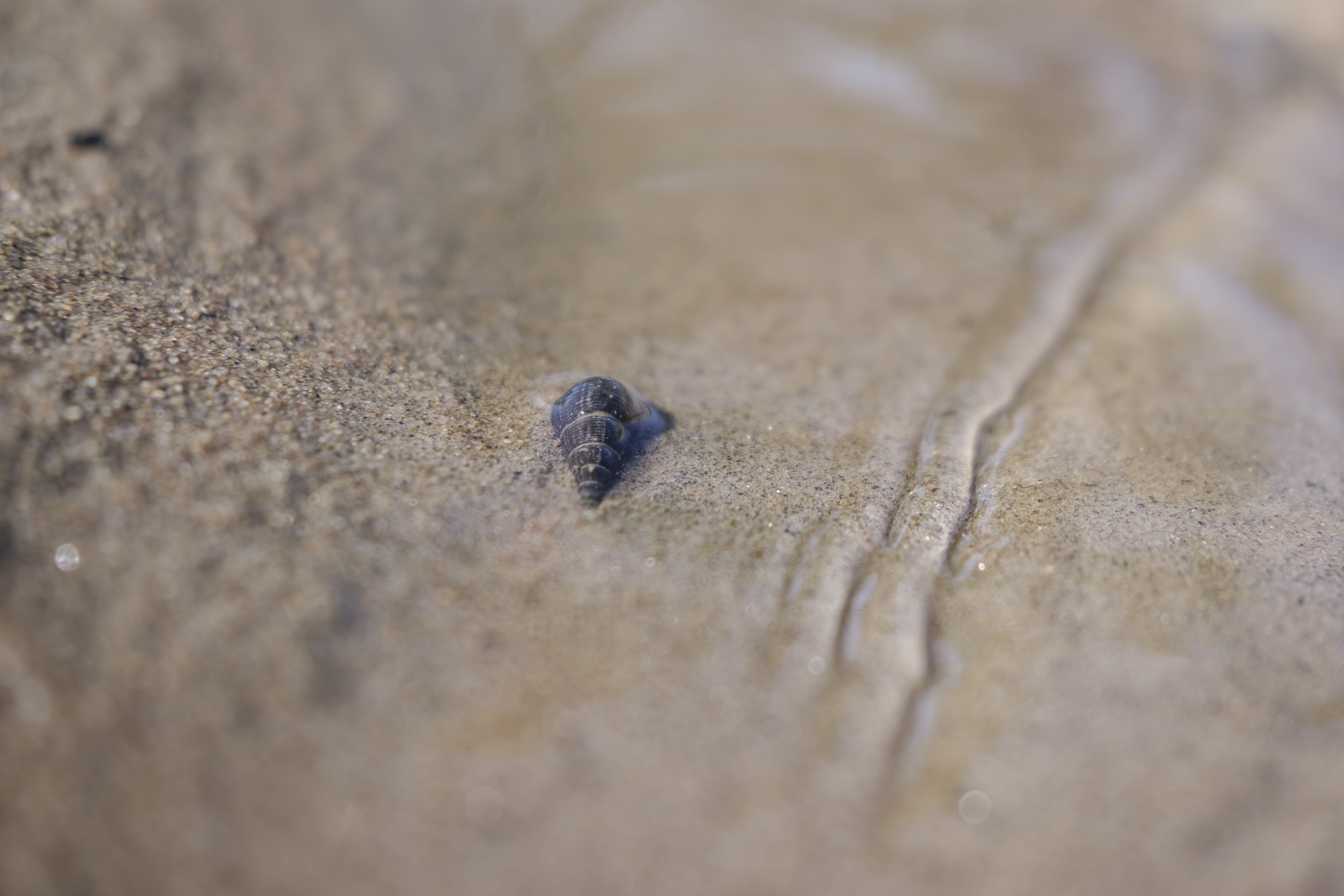 Imagen de un diminuto caracol de agua dulce que alberga las larvas de unos gusanos parásitos llamados esquistosomas.