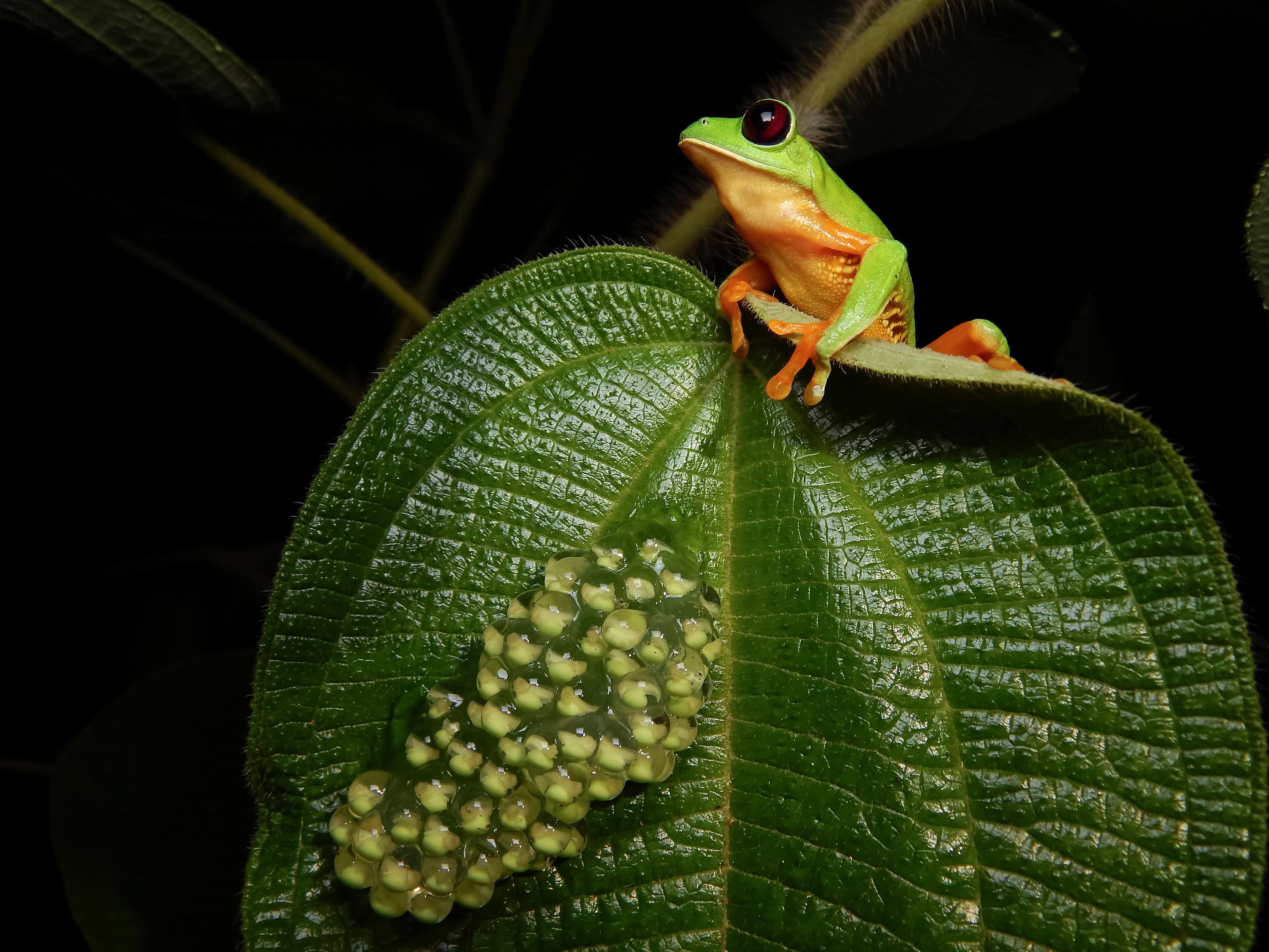BID anuncia inversión de más de dos mil millones de dólares para la biodiversidad