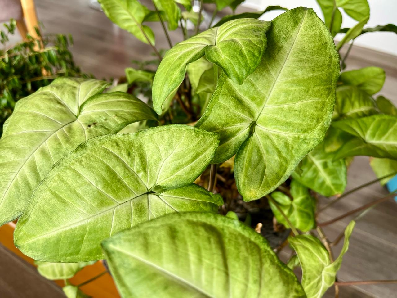 El singonio es una de las plantas ornamentales más resistentes.
