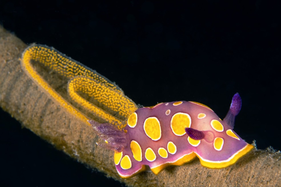 La especie Chromodoris luterosa durante su periodo de reproducción.