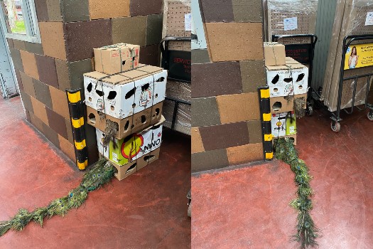 “Como cualquier mercancía”, así transportan aves silvestres en terminal de Bogotá