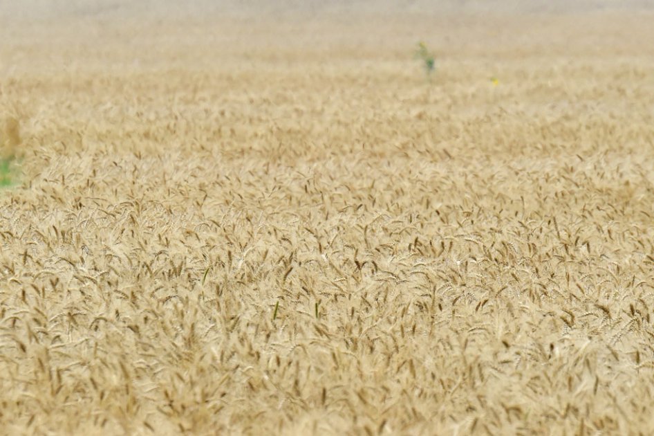 El trigo, el otro petróleo de los yihadistas del Estado Islámico