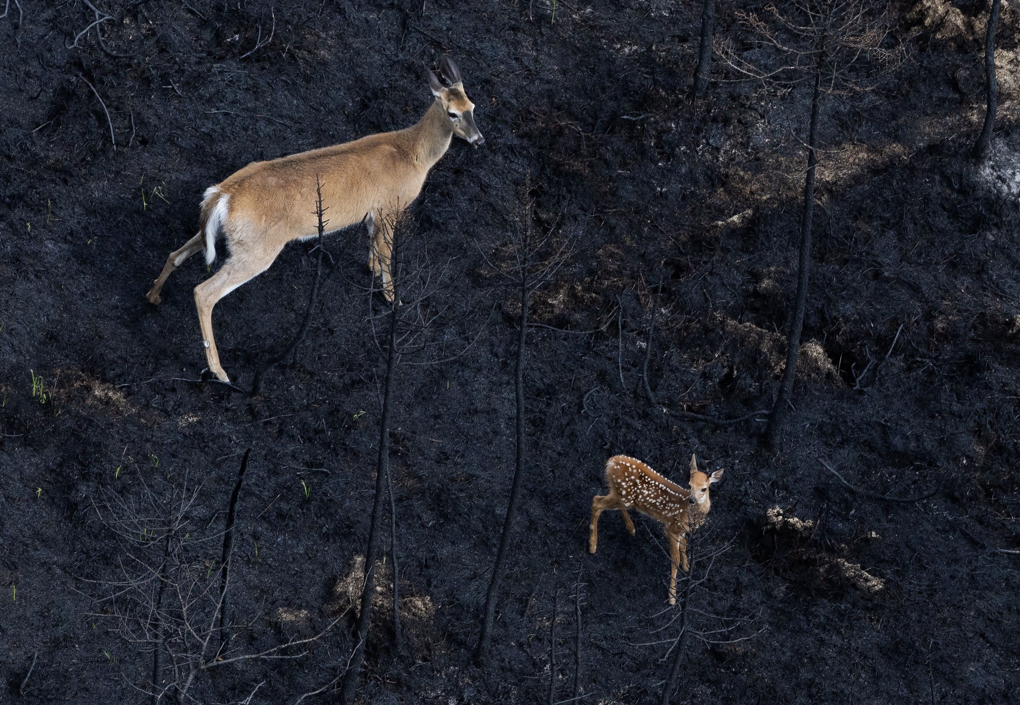 Las víctimas silenciosas del cambio climático son los animales y las mascotas