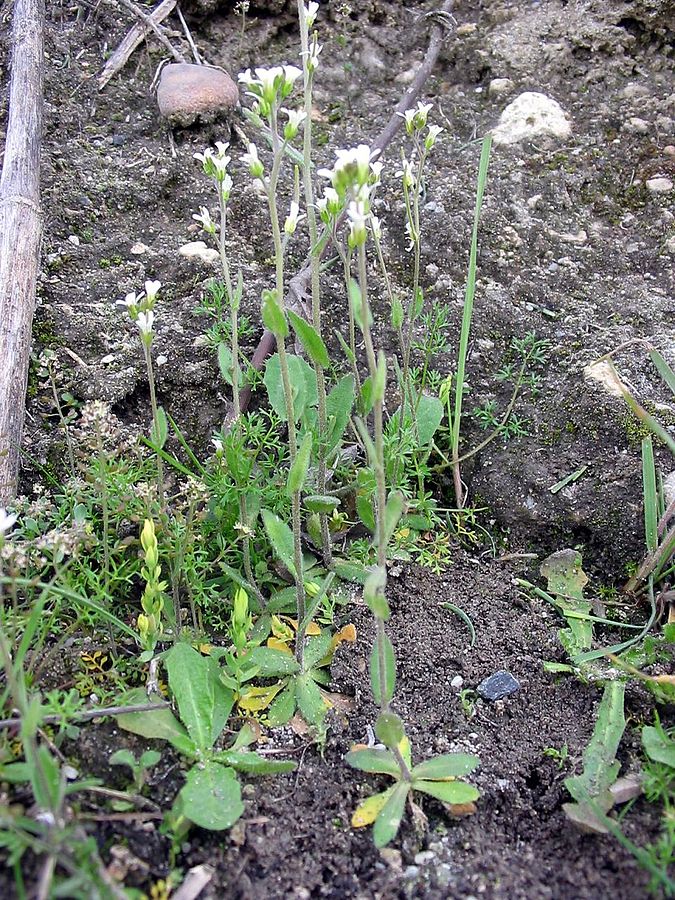 Así es la degeneración o ‘menopausia’ en las plantas