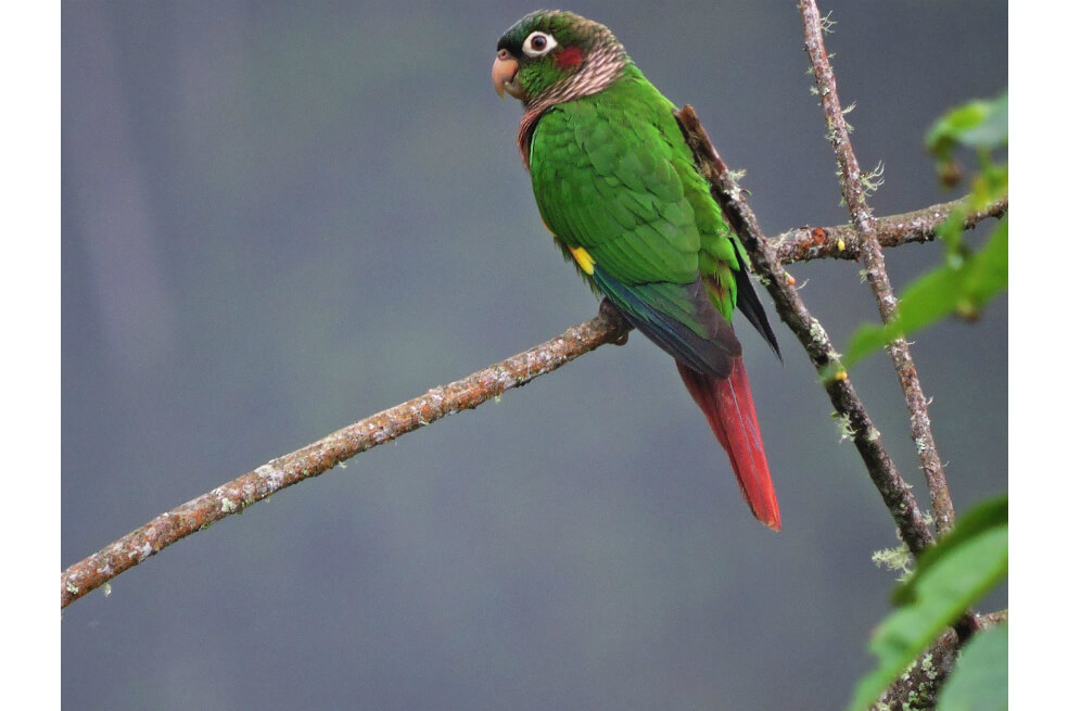 Identificaron 548 especies de aves en Boyacá