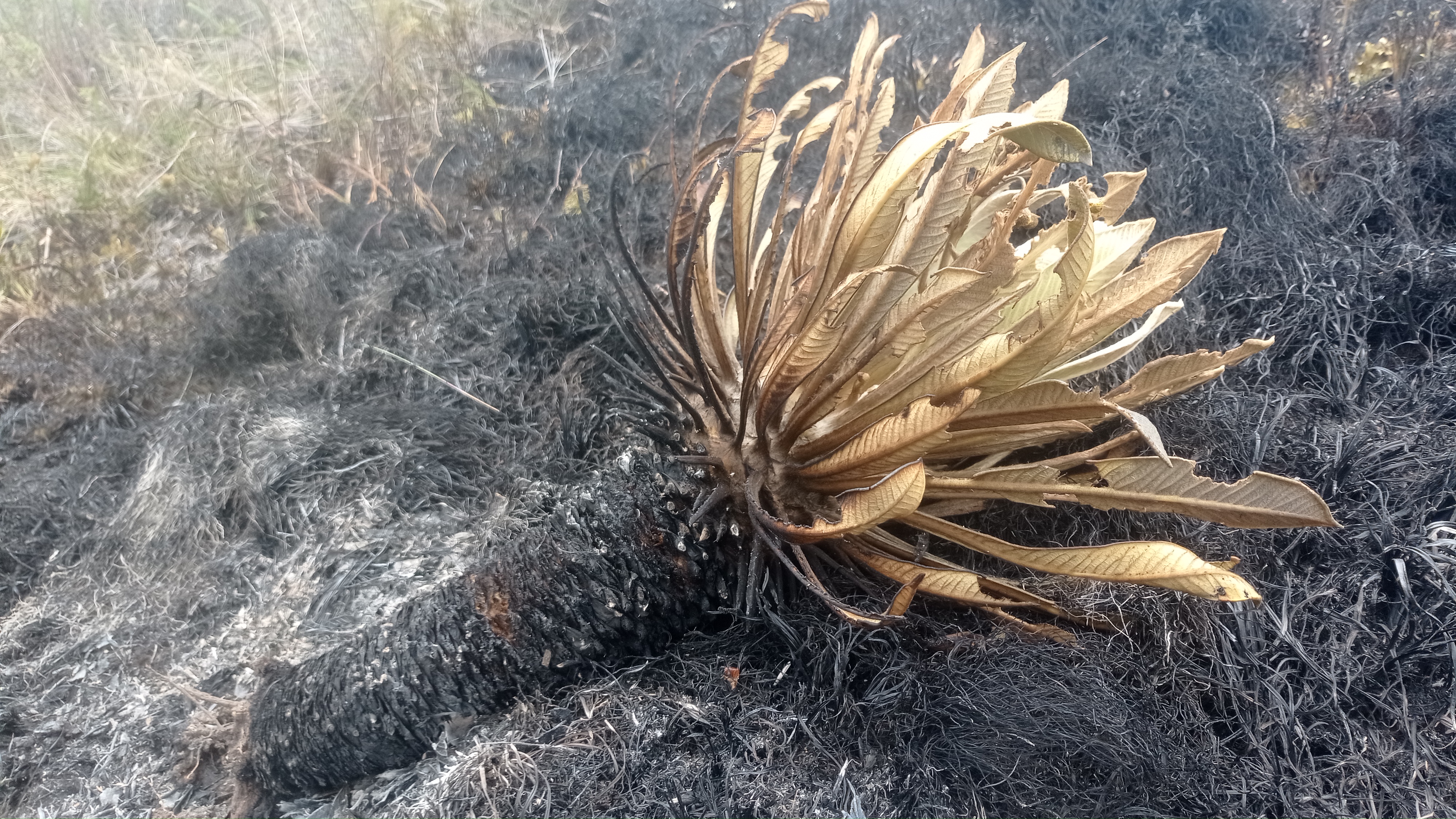 Frailejones incendio