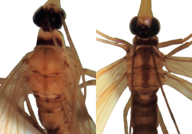 Estos animales alcanzaron una longitud que ninguna otra especie de la familia de los panórpidos había alcanzado.