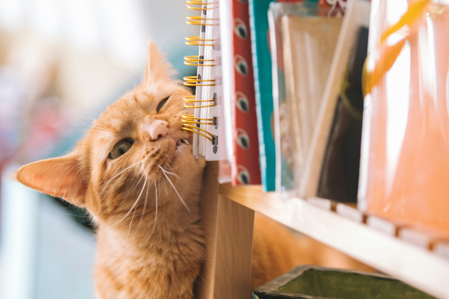 Expertos descubren el secreto para que tu gato deje de arañar los muebles