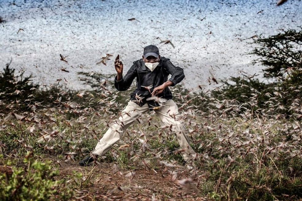 Henry Lenayasa, jefe del asentamiento de Archers Post, en el condado de Samburu, Kenia, intenta ahuyentar a un enjambre masivo de langostas.