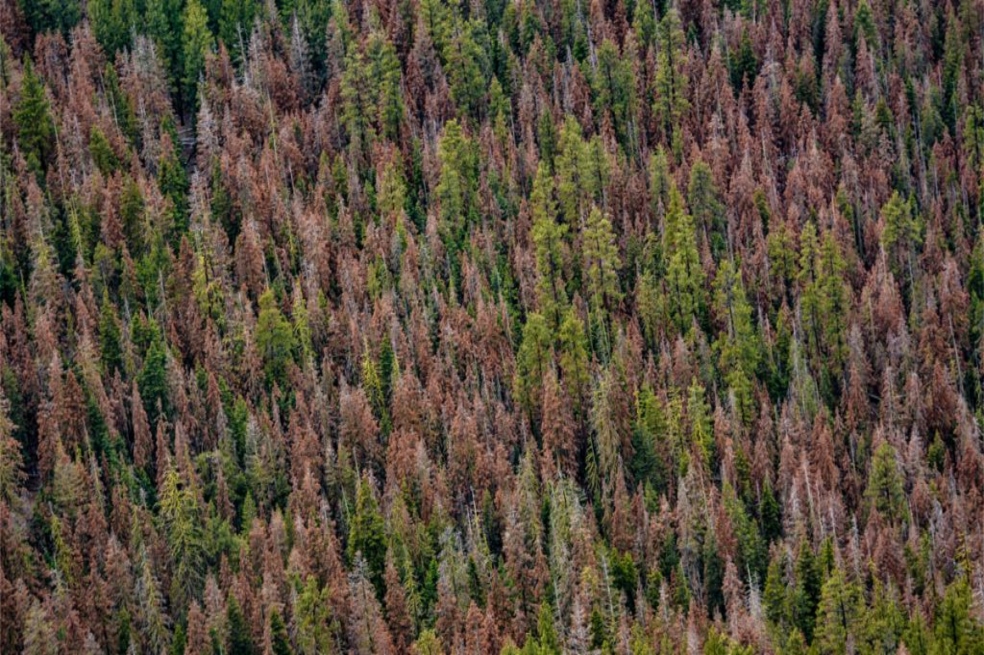 En Estados Unidos encontraron 450.000 hectáreas de árboles muertos, ¿qué les pasó?