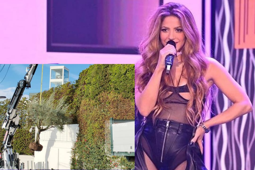 Shakira no trasteó un árbol de Barcelona a Miami, la historia detrás de la foto