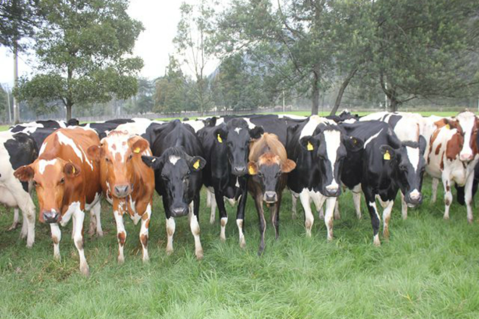 Se levanta zona de contención por aftosa en Arauca, Casanare, Boyacá y Cundinamarca