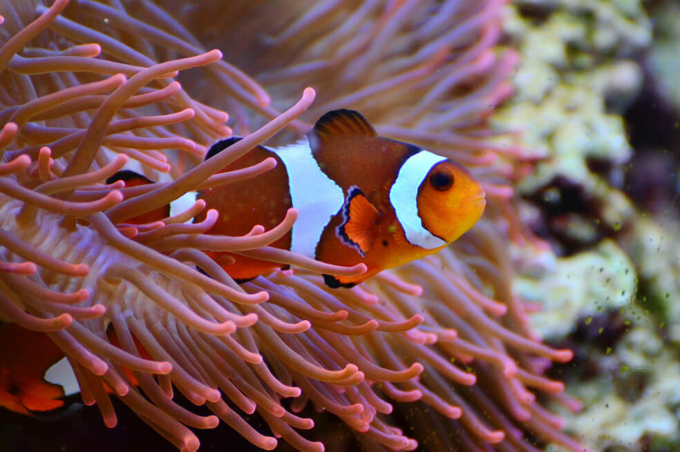 ¿Nemo se encoge? La estrategia del pez payaso para sobrevivir a las olas de calor