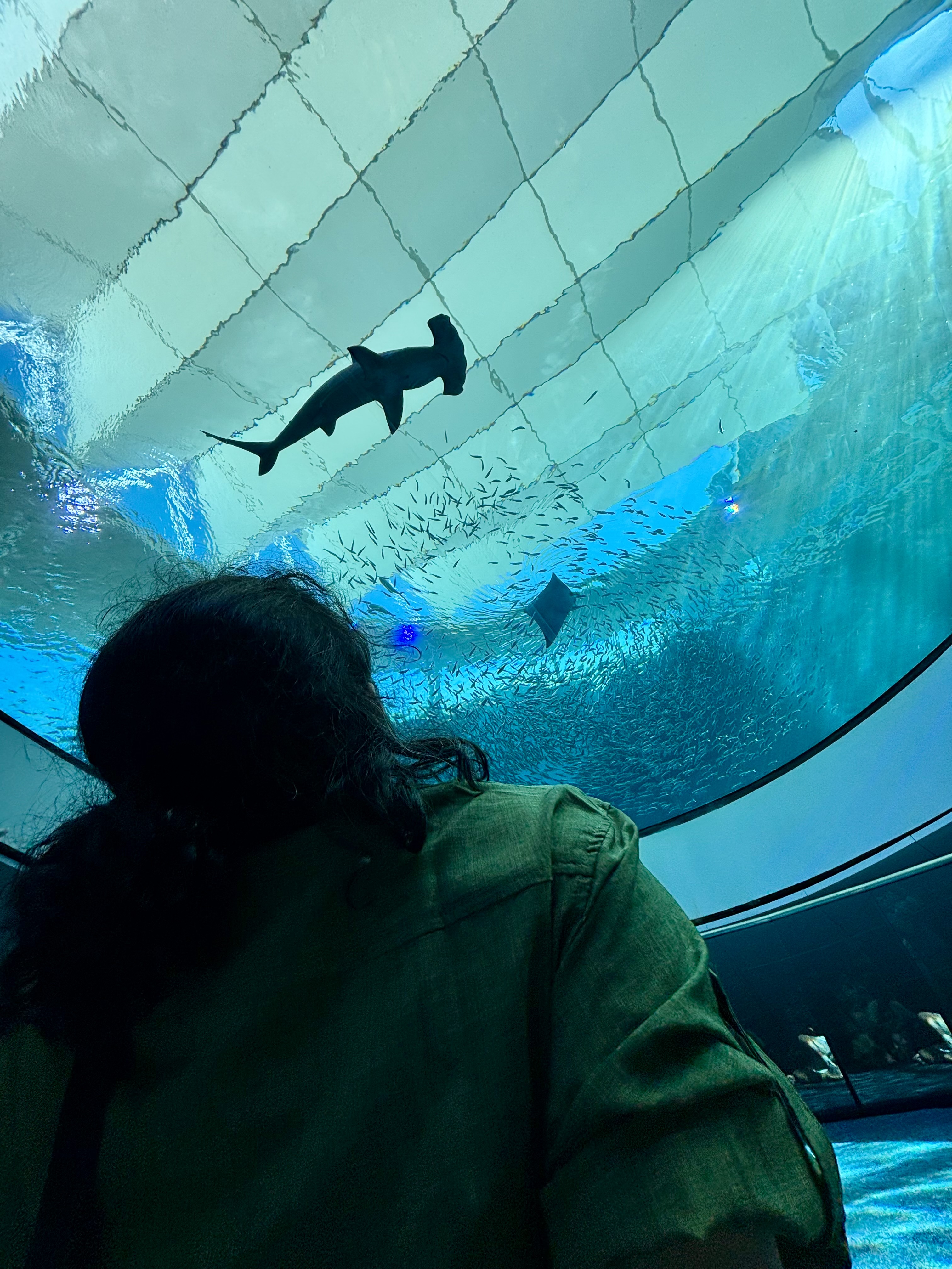 Phillip and Patricia Frost Museum of Science. Turismo en Miami