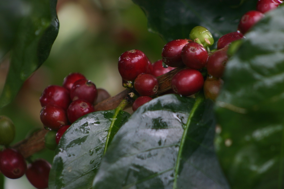 Producción de café colombiano cayó 13 % en octubre de 2021