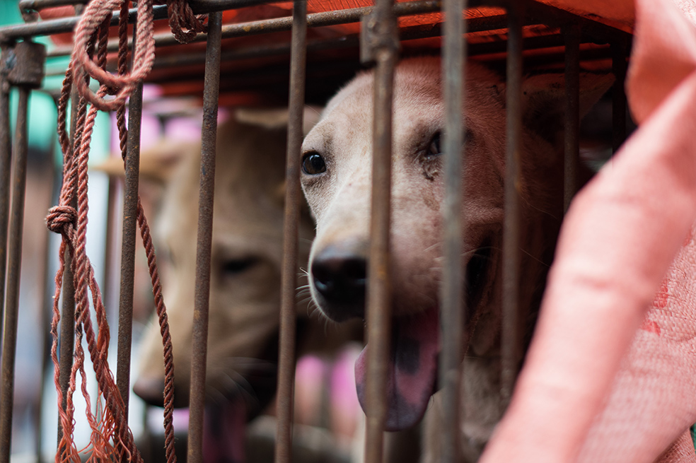 Pese a críticas, inició el festival de carne de perro en Yulin (China)