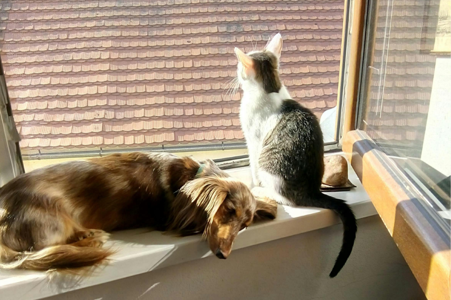 Golpe de calor en mascotas: ¿cómo detectarlo y qué hacer?