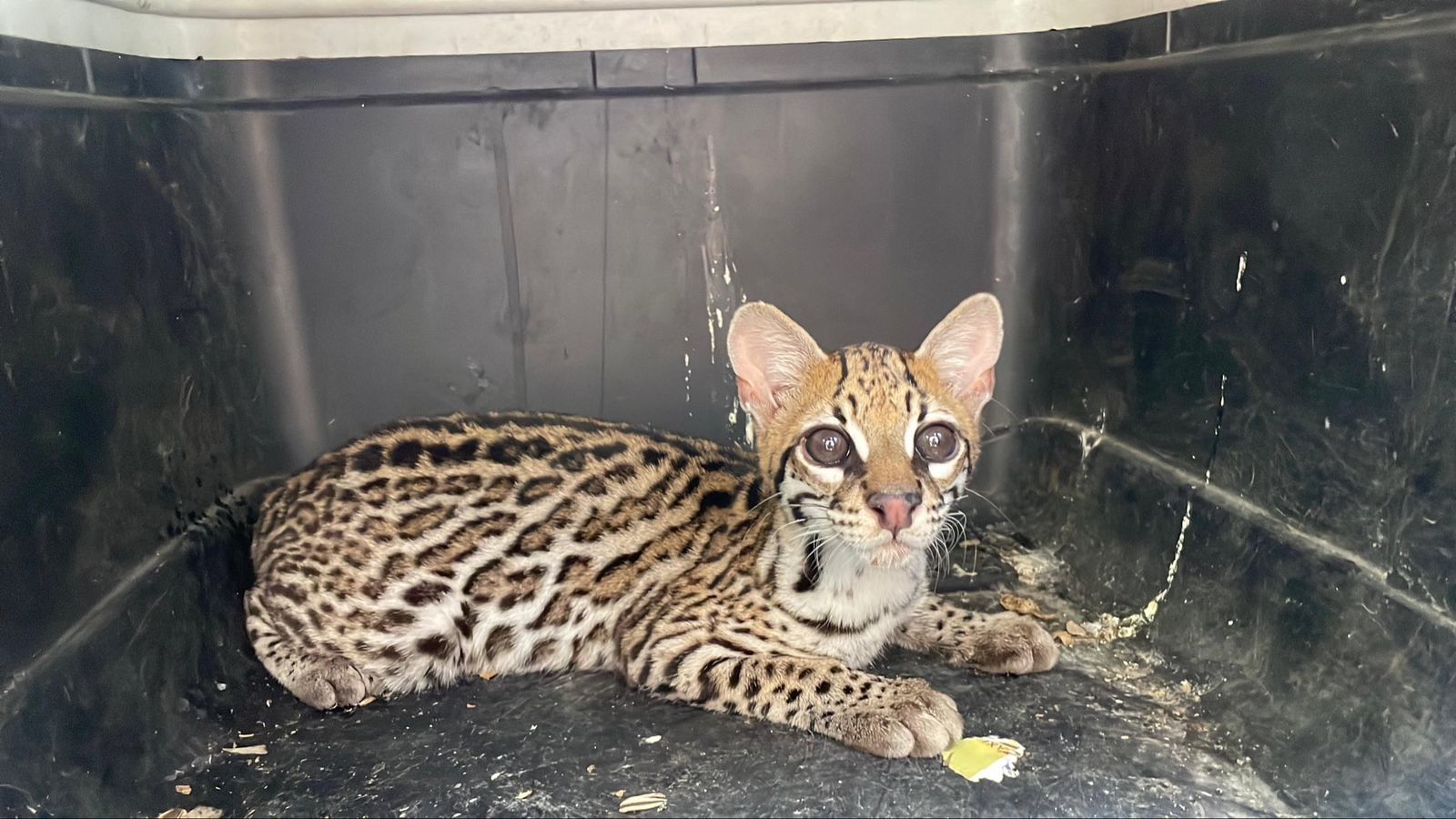 No llegaron al otro lado: el drama de los animales atropellados en temporada de viajes