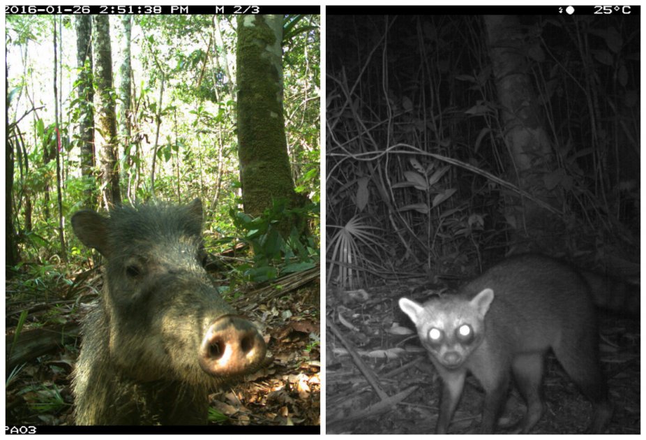 Un pecarí y un mapache estuvieron entre los animales fotografiados por el equipo de científicos del Museo Field de Chicago. /EFE