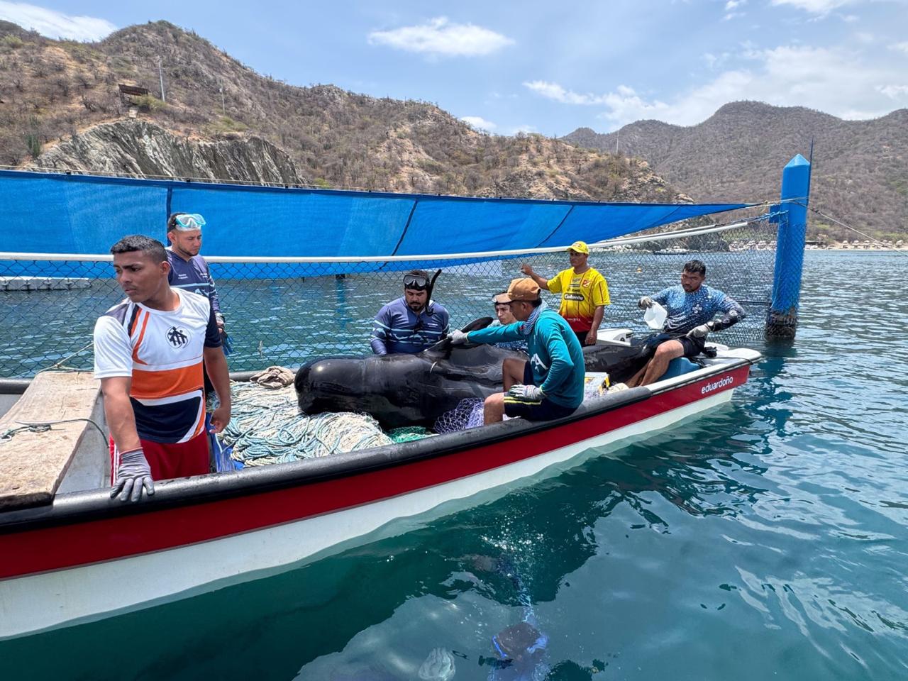 Ballena Tasajera