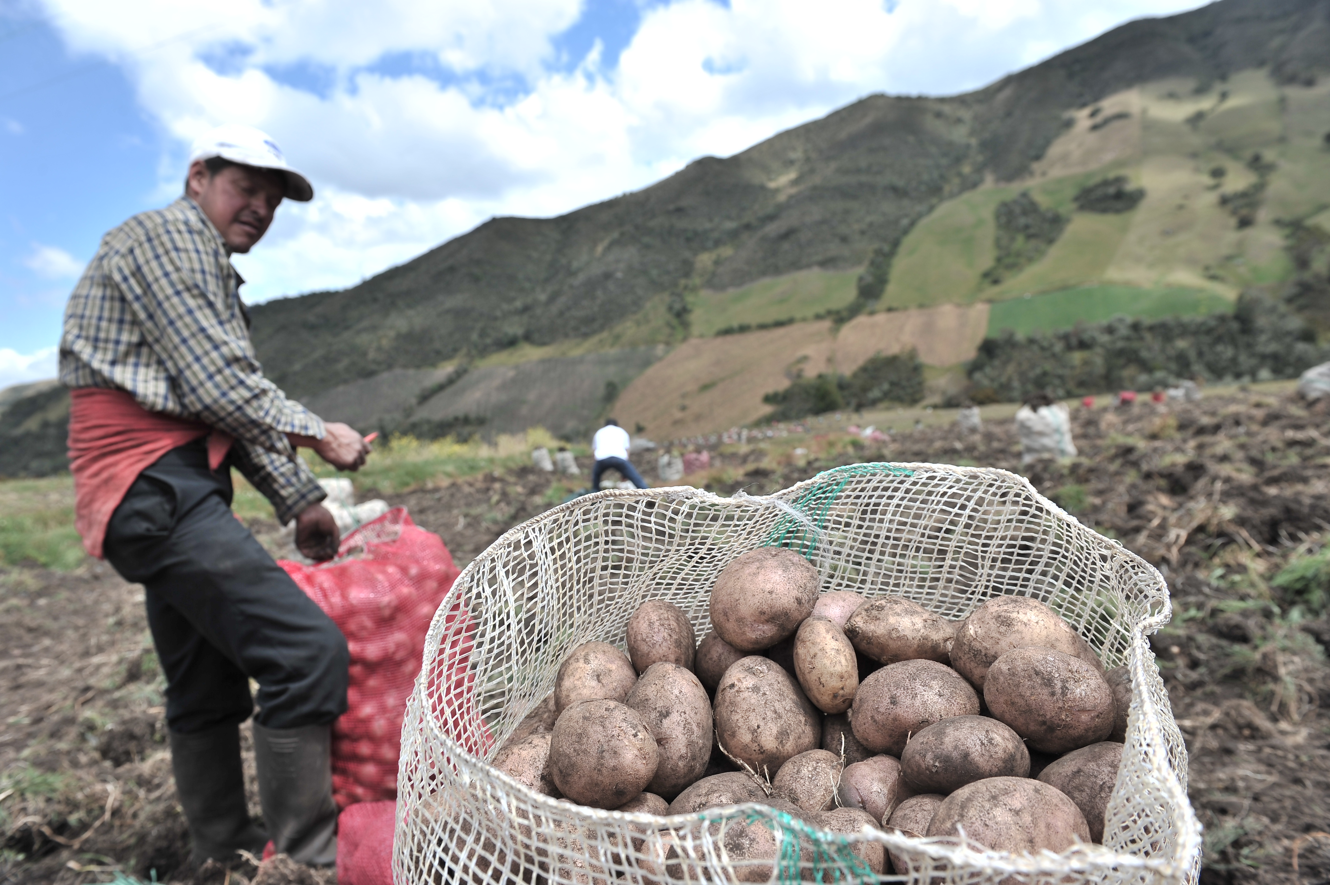 Bajan algunas frutas y tubérculos, pero hortalizas y carnes siguen subiendo