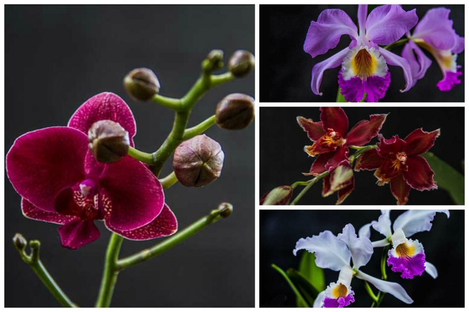 Las orquídeas se toman el Jardín Botánico de Bogotá | EL ESPECTADOR