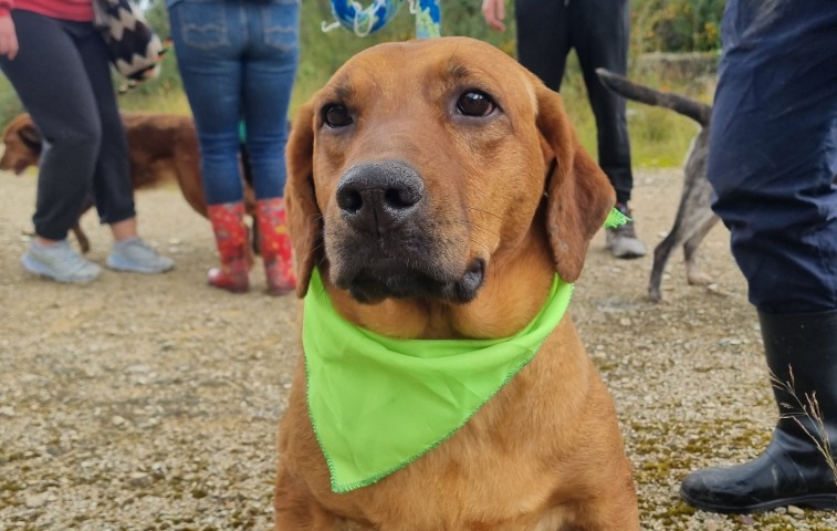 Fundación en Cundinamarca atraviesa una crisis: más de 250 perros necesitan ayuda