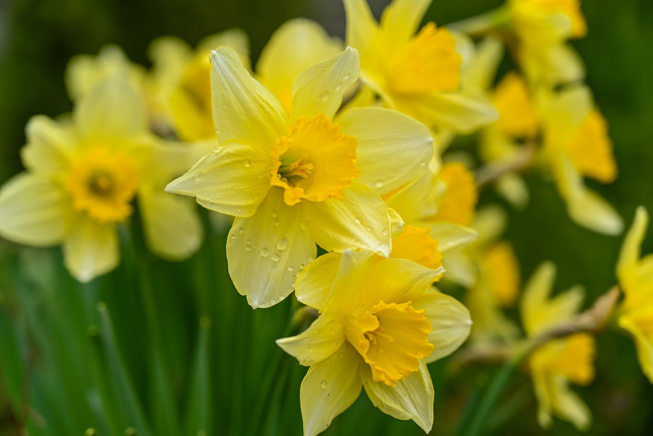 Narciso: la planta de la belleza que es perfecta para el jardín