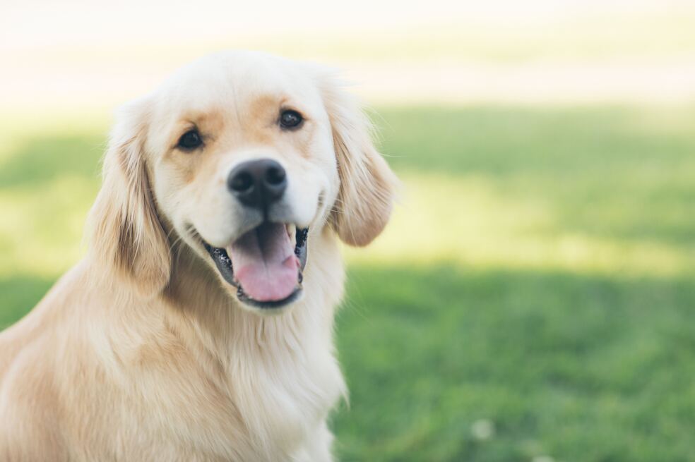 ¿Cómo hago para que mi perro haga sus necesidades en un solo lugar?