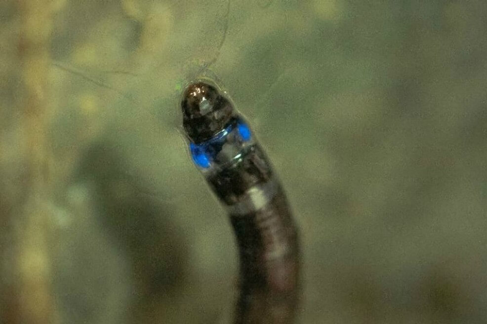 Descubierto el primer insecto sudamericano que emite luz azul