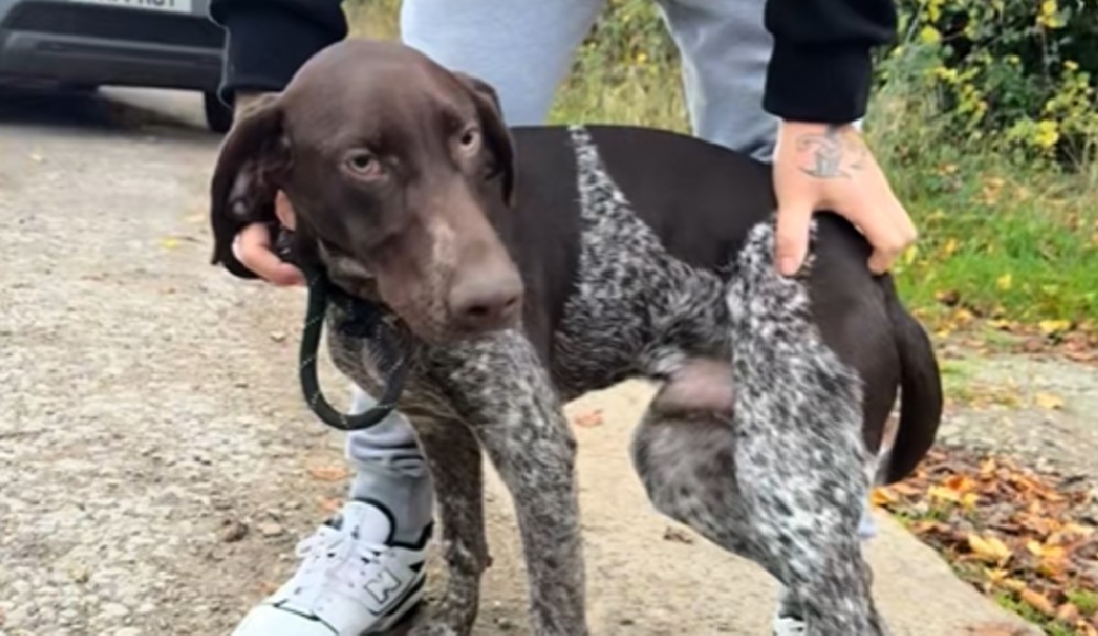 Mujer rescata a perro abandonado y revela impactante coincidencia familiar