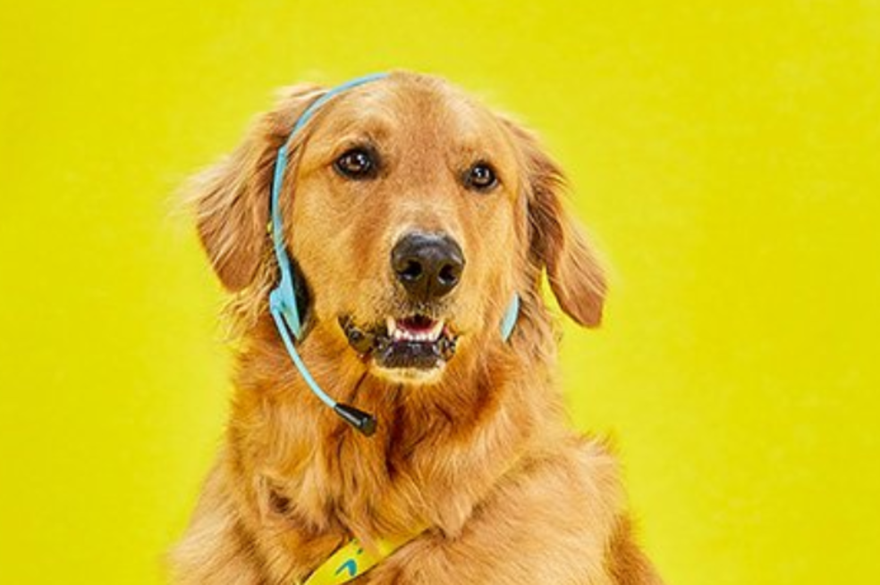 Viva Air en crisis: ¿se quedará sin trabajo Waffles, la mascota de la aerolínea?