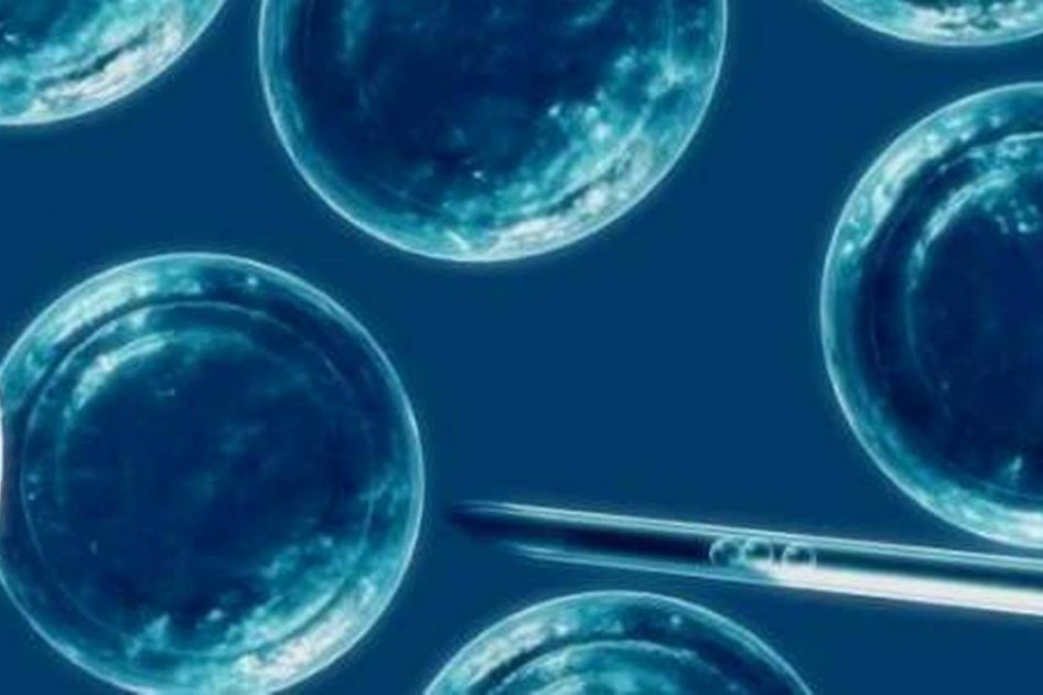 Científicos españoles crean espermatozoides humanos utilizando células de la piel