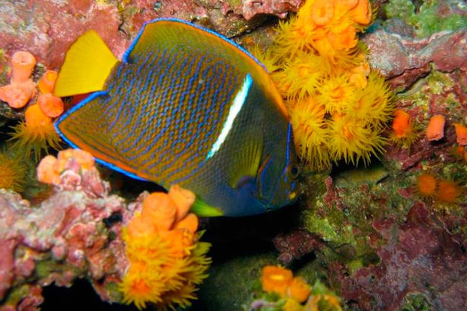 Minambiente pide velar por 26 mil kilómetros cuadrados de arrecifes coralinos