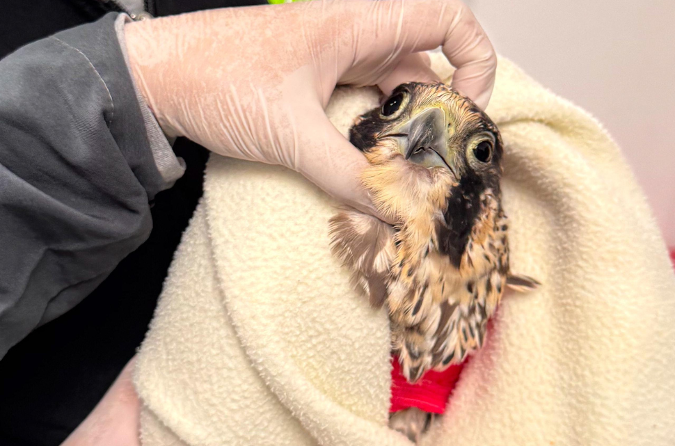 Halcón peregrino es operado tras sufrir una fractura: ¿podrá volver a los cielos?