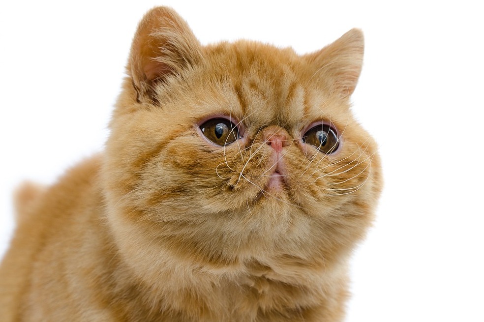 Gato exótico, resultados del cruce entre tres razas.