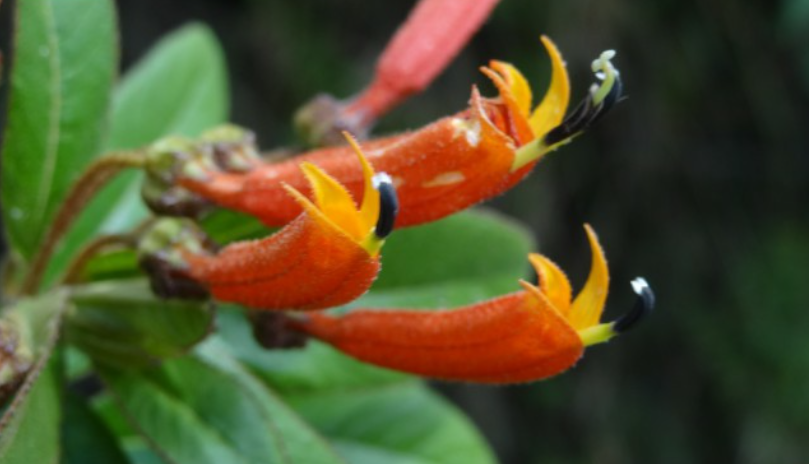 Flor de flamenco: la planta nativa que llena el jardín de colibríes