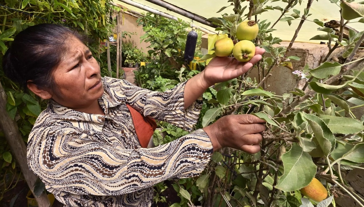 Mujeres en Bolivia combaten la pobreza con huertos domésticos orgánicos