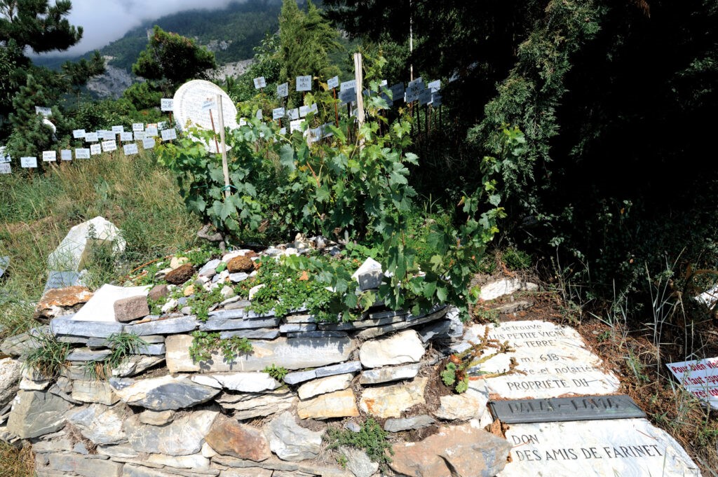 El miniviñedo del dalái
