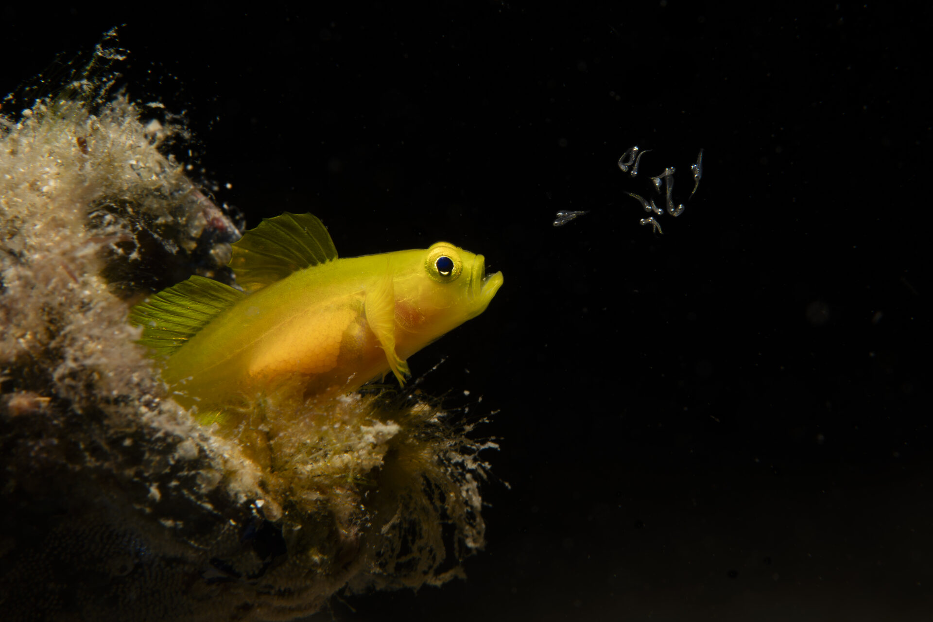 “Esta foto muestra el comportamiento de dispersión de las larvas observado durante la eclosión del gobio pigmeo amarillo”, explica Oyama. “En los peces gobios, es habitual que los machos se ocupen del cuidado parental, pero, curiosamente, en el gobio pigmeo amarillo, las hembras también participan en el cuidado parental durante la eclosión. Este ejemplar es una hembra que libera las larvas recién nacidas en la columna de agua desde su boca”.