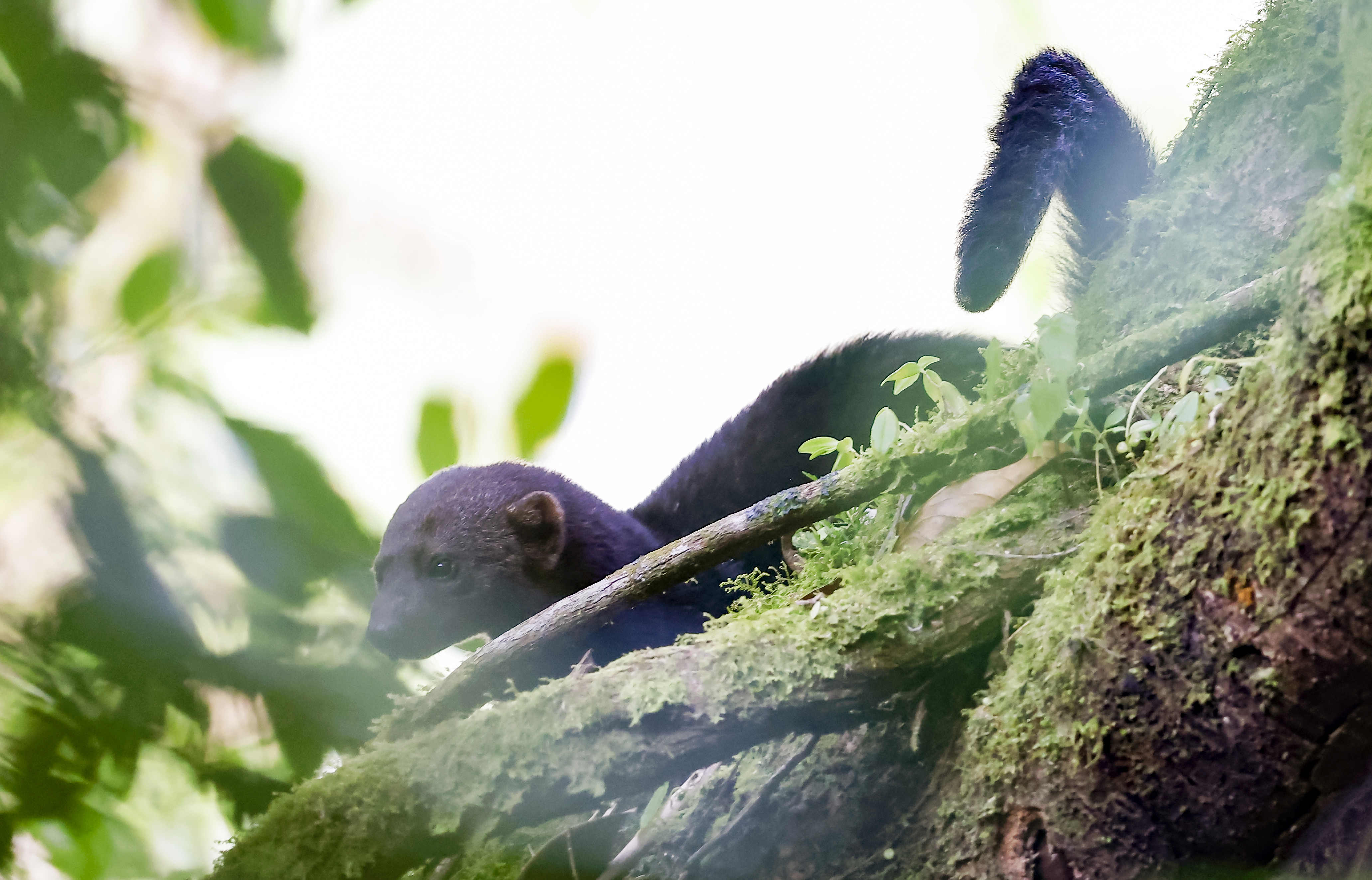 AME078. SAN JOSÉ (COSTA RICA), 14/02/2025.- Fotografía de un tolomuco o Tayra (Eira barbara) en un bosque en la zona de Poasito este jueves, al noroeste de la ciudad San José (Costa Rica). Costa Rica alberga el 6% de la biodiversidad mundial, siendo uno de los territorios con mayor cantidad de especies, con más de 500,000 especies de plantas y animales por unidad de área. Además, está entre los 25 países más biodiversos del mundo, según el Sistema Nacional de Áreas de Conservación (SINAC). EFE/Jeffrey Arguedas