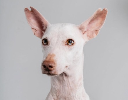 Devuelven a Malvina cuatro días después de su adopción: “no entiende por qué la abandonan”