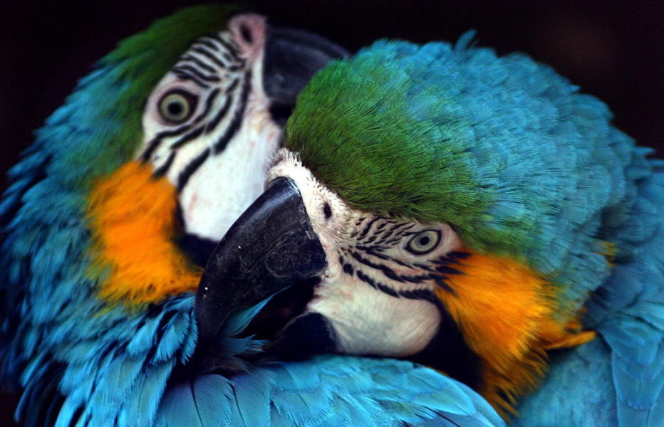 ¡Feliz día, animalitos!