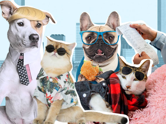 Las mascotas en Colombia: el mercado que mueve billones en el país
