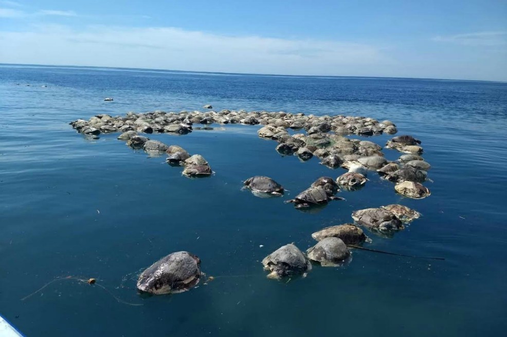 Redes de pesca de atún matan unas 300 tortugas en México