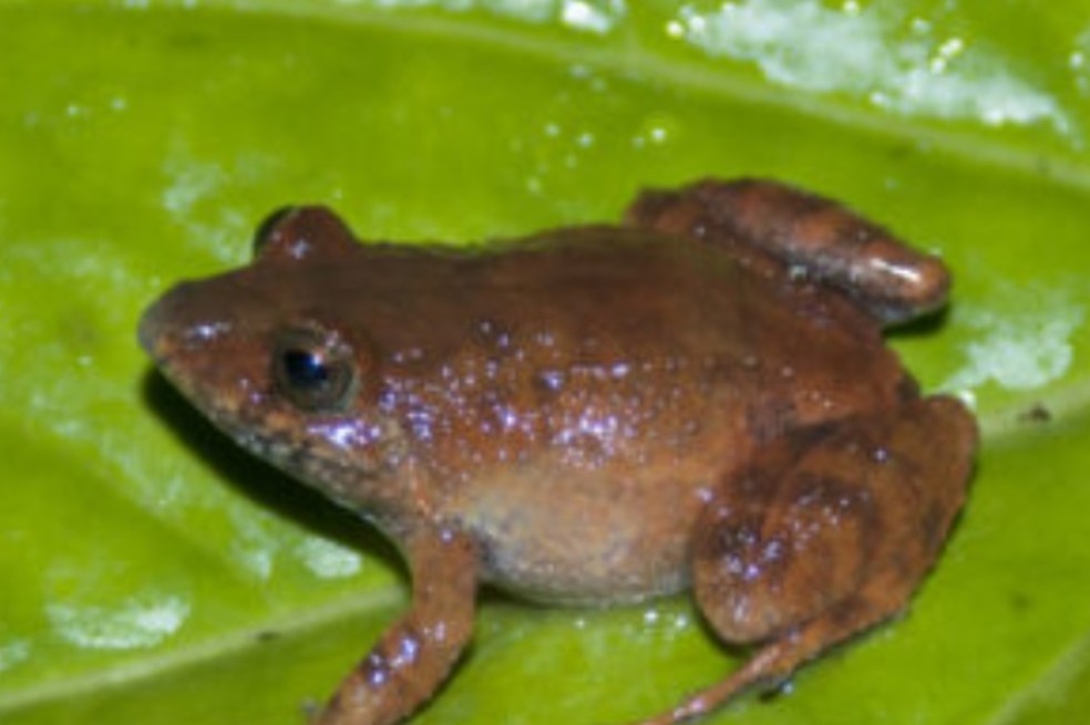 Niceforonia tempestuosa es una nueva especie de rana para Colombia.