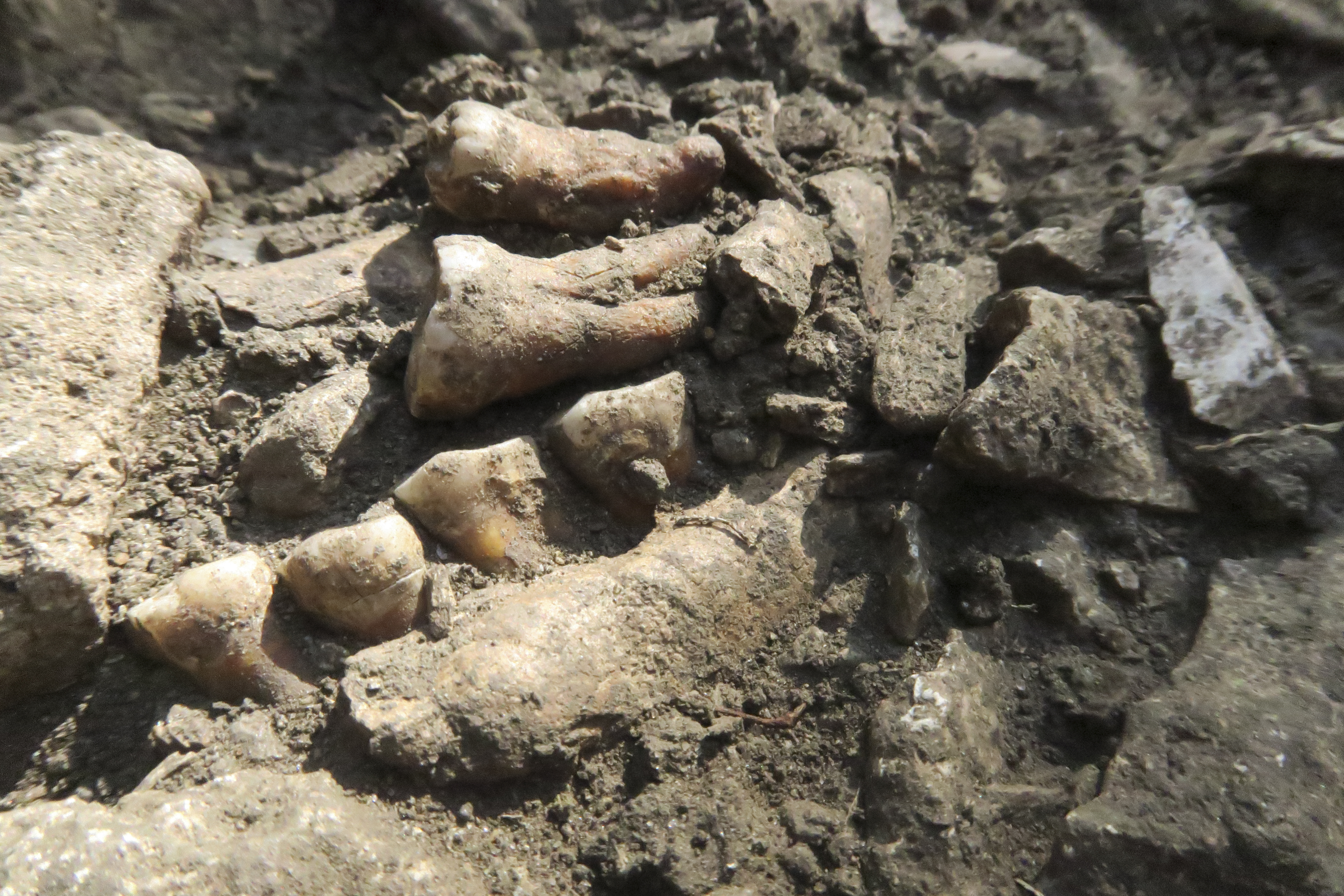Thorin, uno de los últimos neandertales, revela detalles de una población aislada