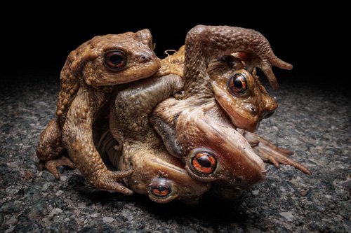 Esta foto muestra un amplexus de sapo espinoso, con una hembra en medio de varios machos. Fue tomada de noche, cuando cientos de sapos cruzan las carreteras para llegar a sus zonas de puesta de huevos.